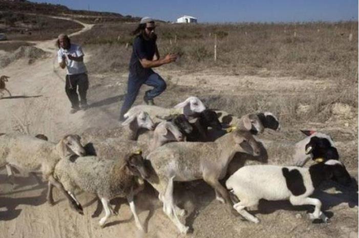 7 إصابات في اعتداء المستوطنين على رعاة أغنام في سهل رامين 